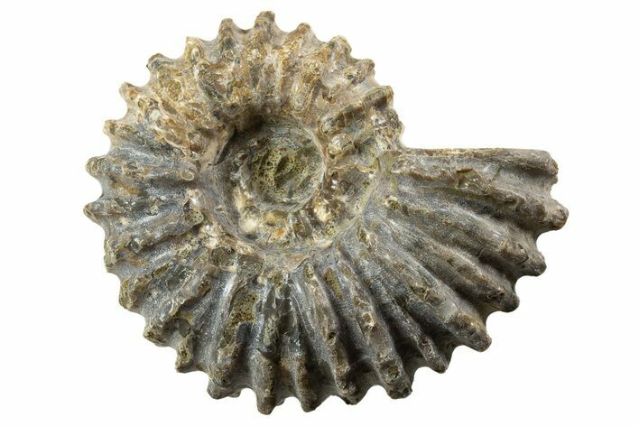 Bumpy Ammonite (Douvilleiceras) Fossil - Madagascar #343789